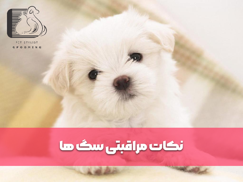 نکات مراقبتی سگ ها